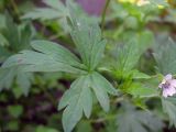 Geranium sibiricum