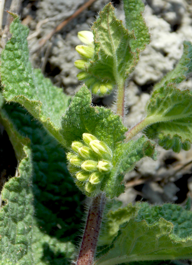 Image of Symphytum tauricum specimen.