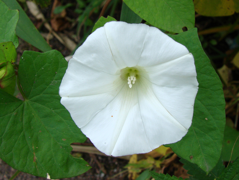 Изображение особи Calystegia sepium.