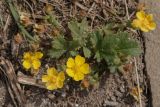 Potentilla incana