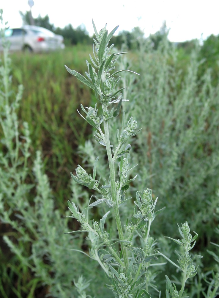 Изображение особи Artemisia absinthium.