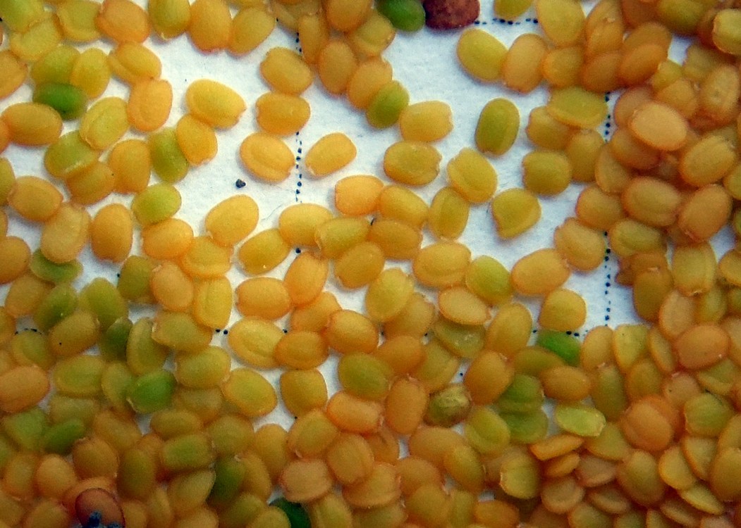 Image of Cardamine hirsuta specimen.
