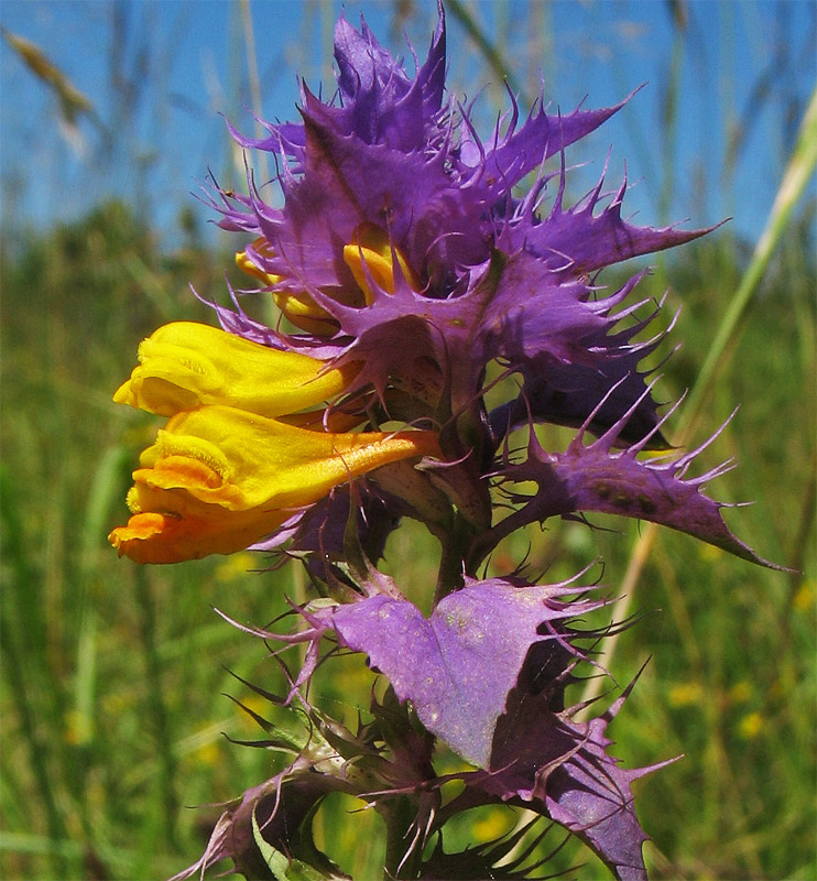 Image of Melampyrum polonicum specimen.