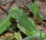 Ajuga iva