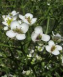 Crambe aspera