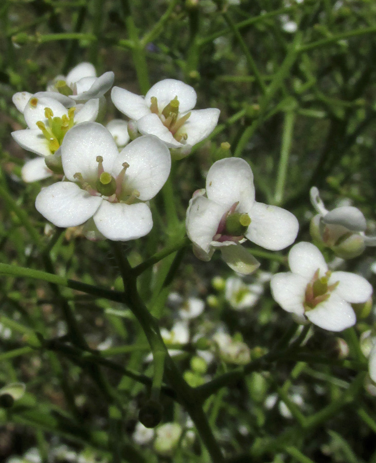 Изображение особи Crambe aspera.