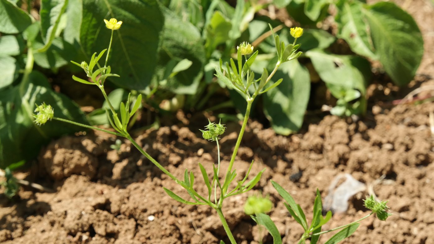 Image of Ranunculus arvensis specimen.