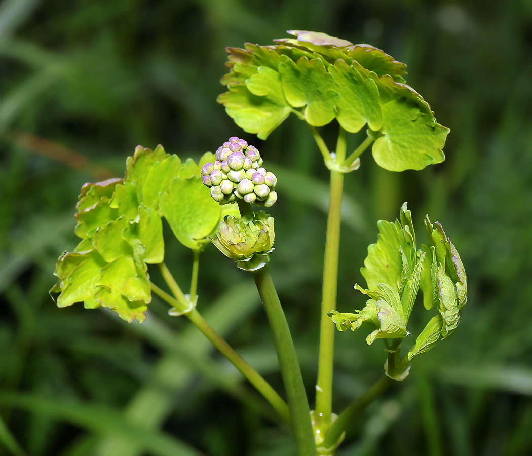 Изображение особи Thalictrum aquilegiifolium.