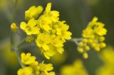 genus Aurinia