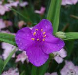 Tradescantia virginiana