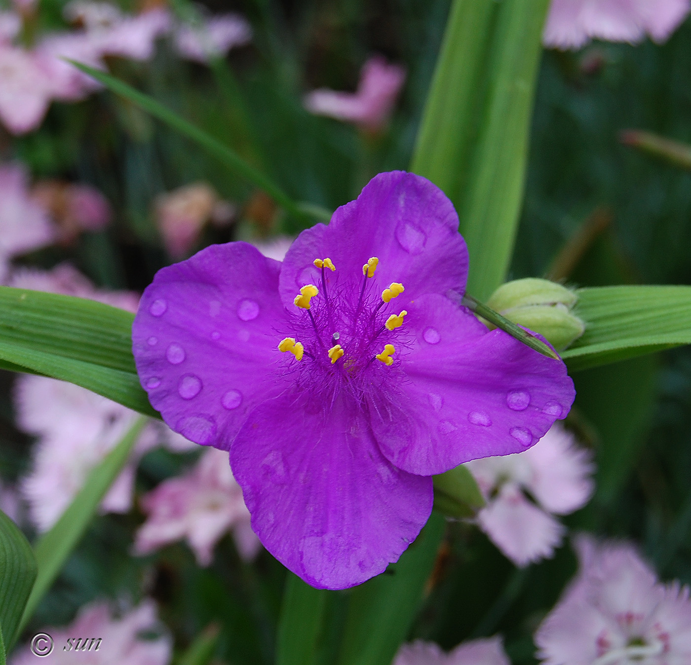 Image of Tradescantia virginiana specimen.