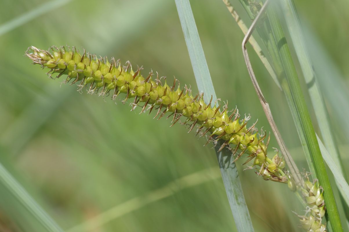 Изображение особи Carex rostrata.