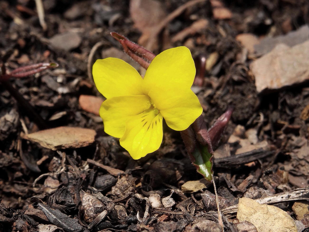 Изображение особи Viola orientalis.