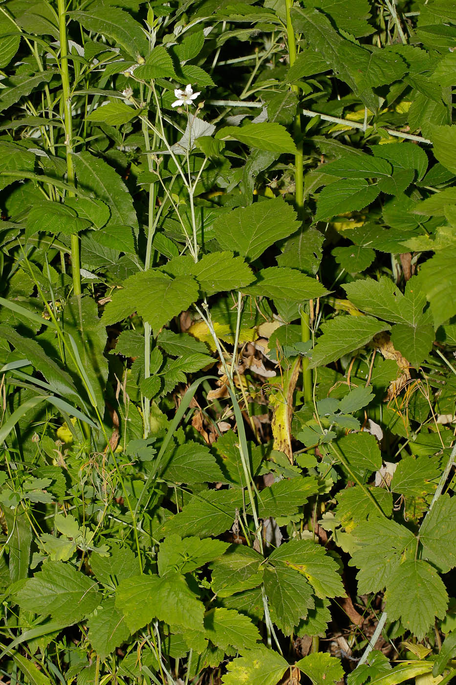 Изображение особи Rubus caesius.