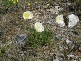 Papaver pseudocanescens