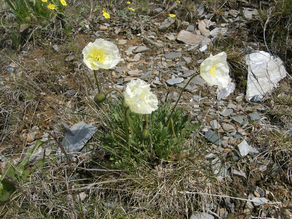 Image of Papaver pseudocanescens specimen.