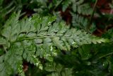 Asplenium adiantum-nigrum