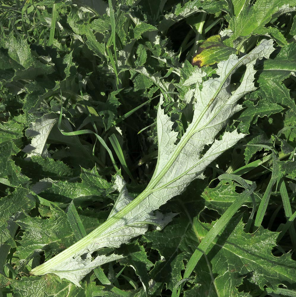 Изображение особи Cynara syriaca.