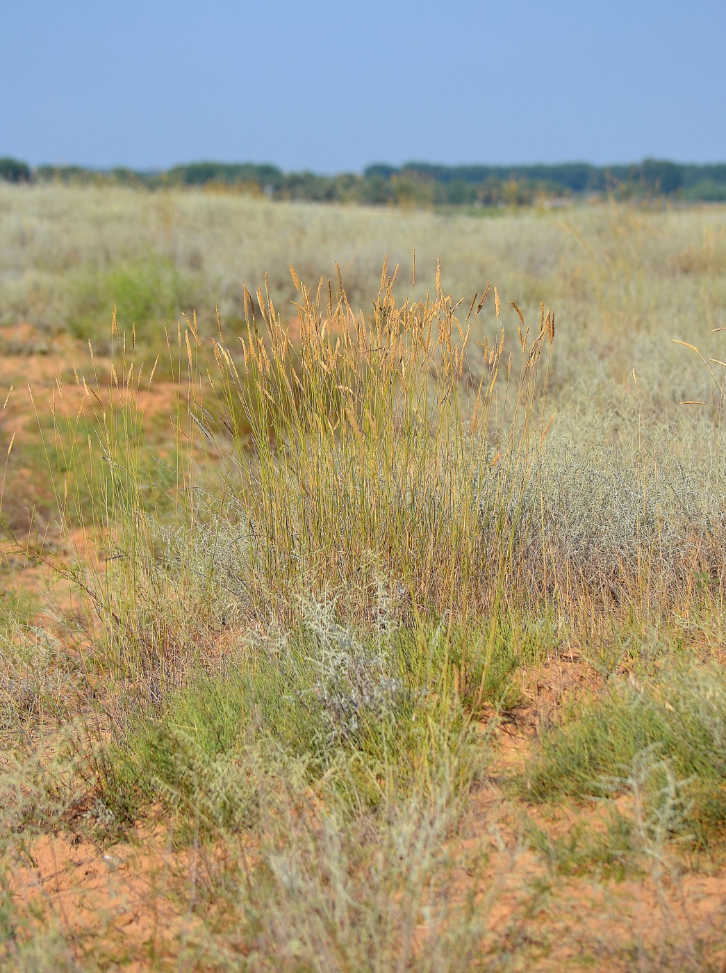 Изображение особи Psathyrostachys juncea.