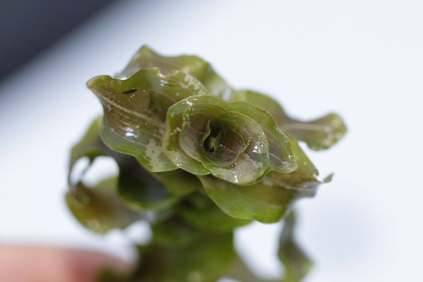 Image of Potamogeton perfoliatus specimen.