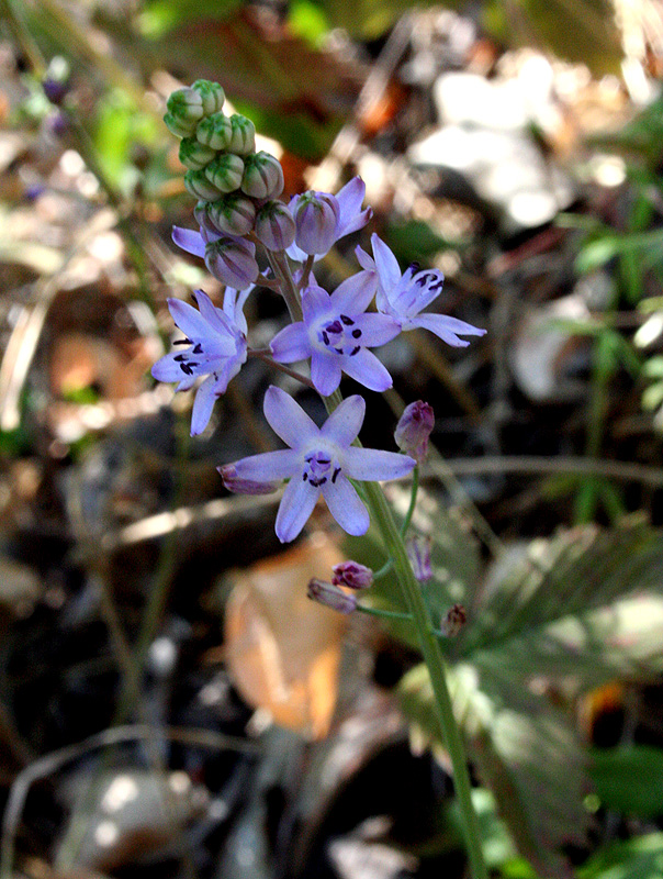 Image of Prospero autumnale specimen.