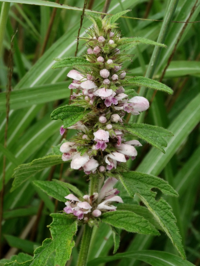 Изображение особи Leonurus macranthus.