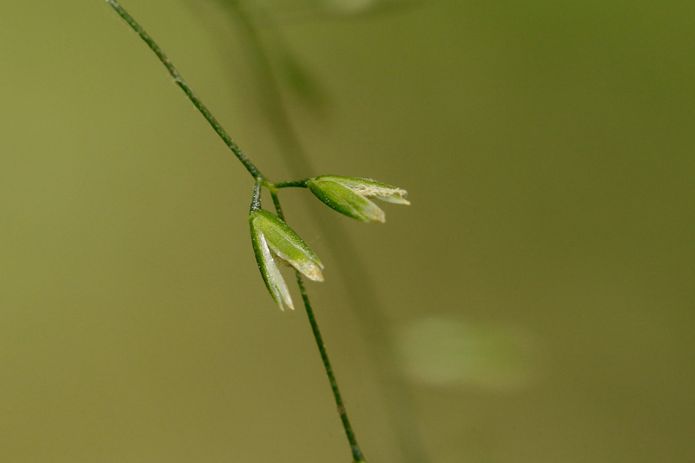 Изображение особи Poa nemoralis.