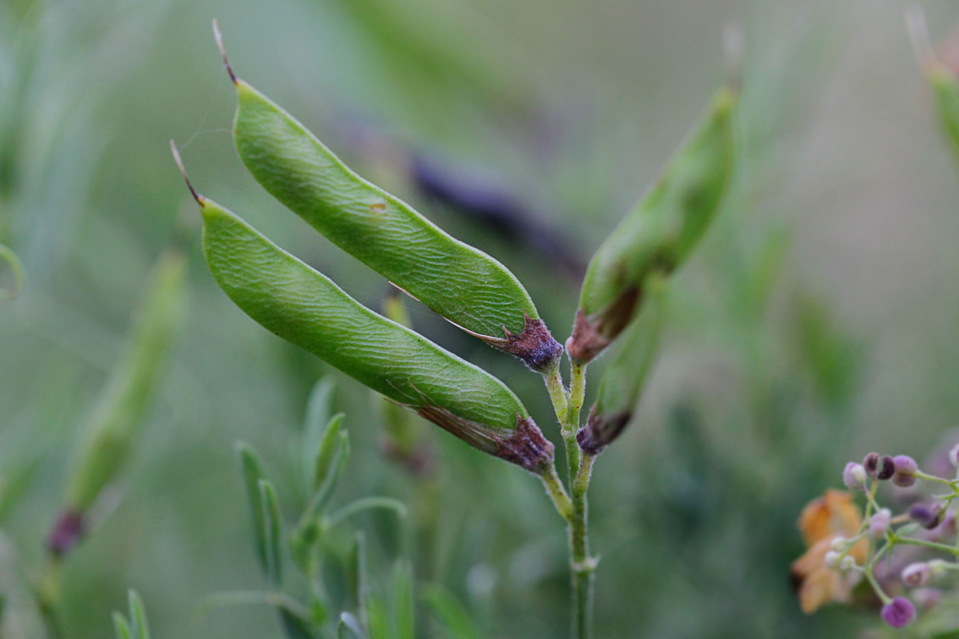 Изображение особи Lathyrus pratensis.