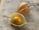 Physalis peruviana