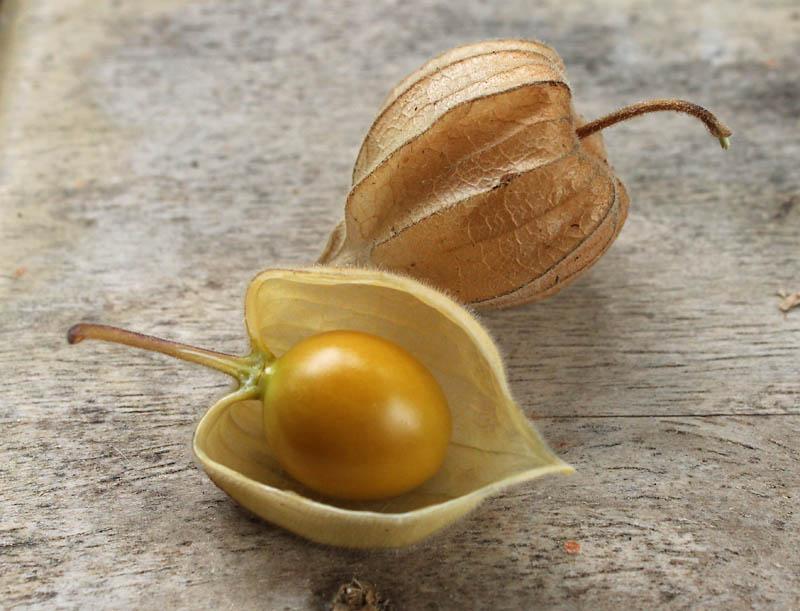 Изображение особи Physalis peruviana.