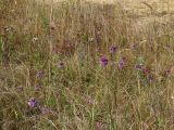Allium sacculiferum