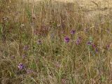 Allium sacculiferum. Верхушки цветущих растений. Приморье, Находкинский городской округ, окр. пос. Ливадия, оз. Ливадийское, на берегу озера. 01.10.2016.