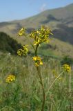 Ligularia thomsonii