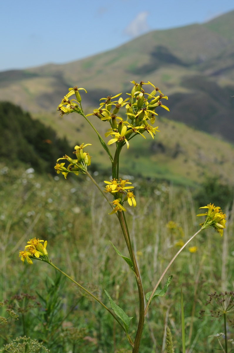 Изображение особи Ligularia thomsonii.