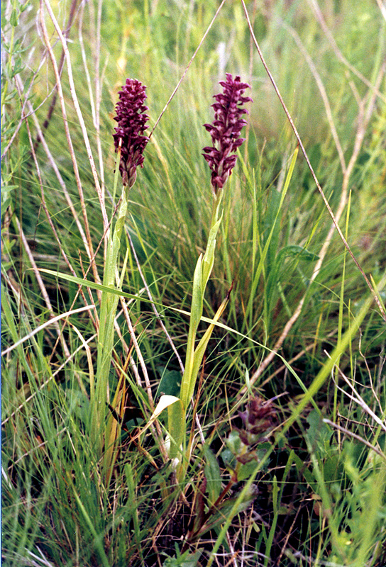 Изображение особи Anacamptis coriophora.