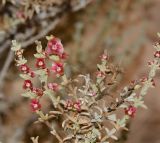 Salsola oppositifolia