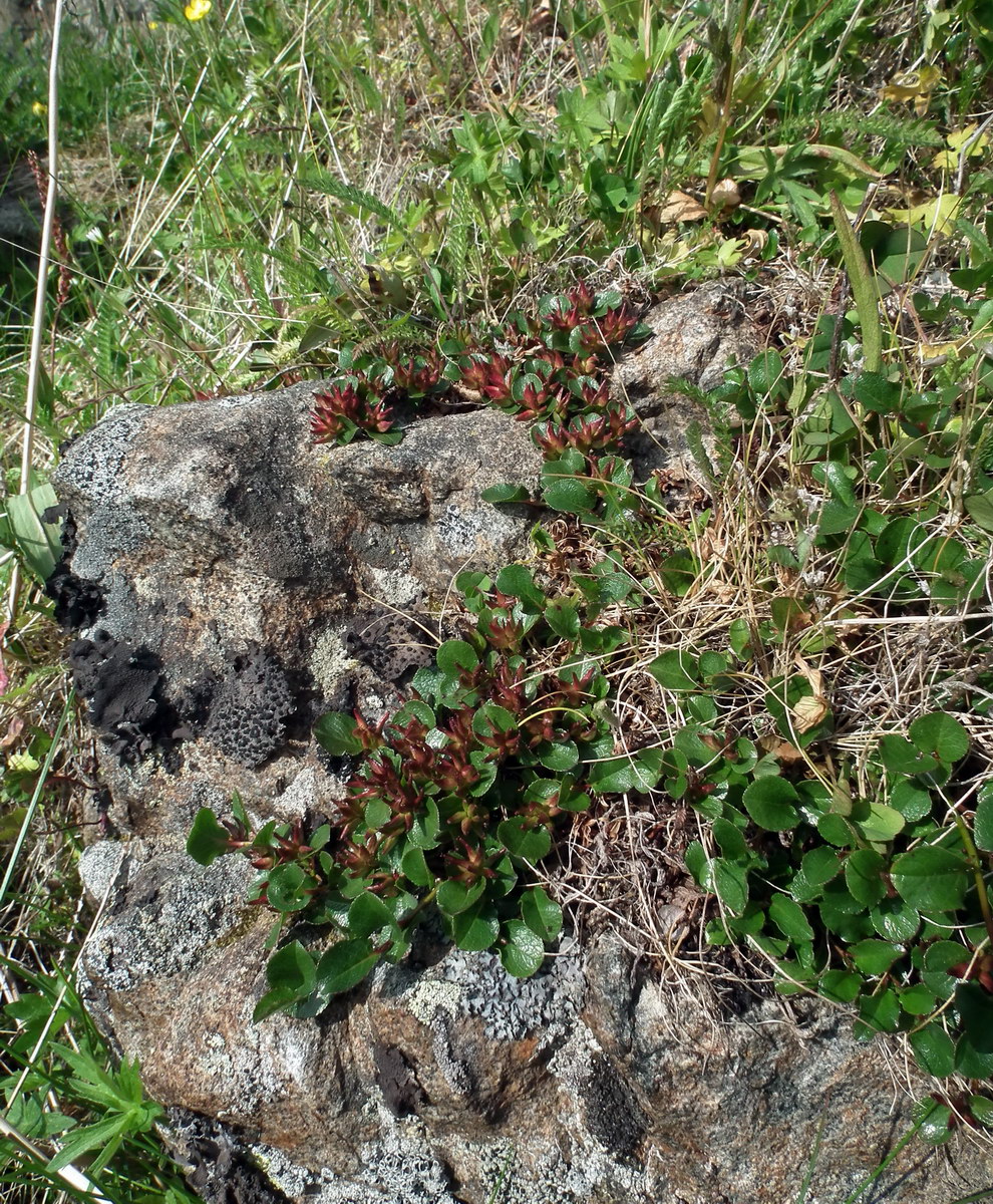 Изображение особи Salix herbacea.