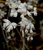 Teucrium capitatum