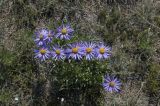 Aster alpinus