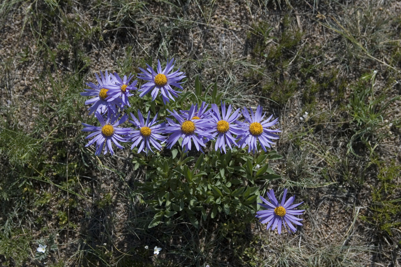 Изображение особи Aster alpinus.