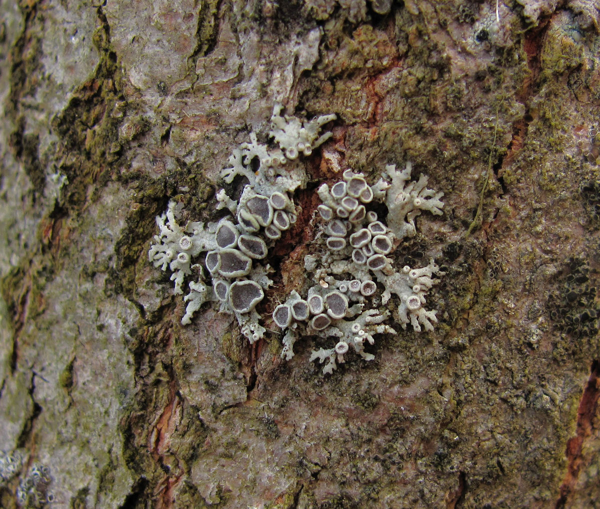 Image of genus Physcia specimen.