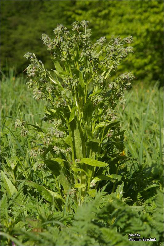 Изображение особи Solenanthus biebersteinii.