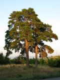 Pinus sylvestris