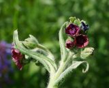 Cynoglossum officinale. Верхушка цветущего побега. Восточный Казахстан, Кокпектинский р-н, 25 км в горы от с. Пантелеймоновка, 1000 м н.у.м., сопка. 14.06.2016.