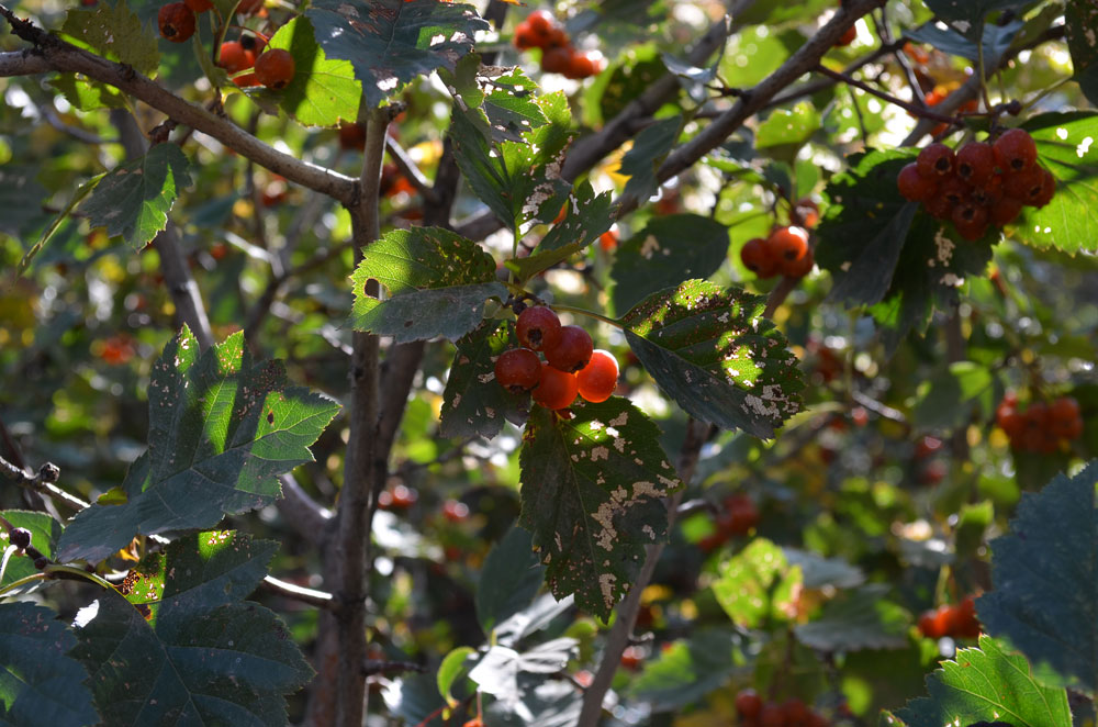 Изображение особи род Crataegus.