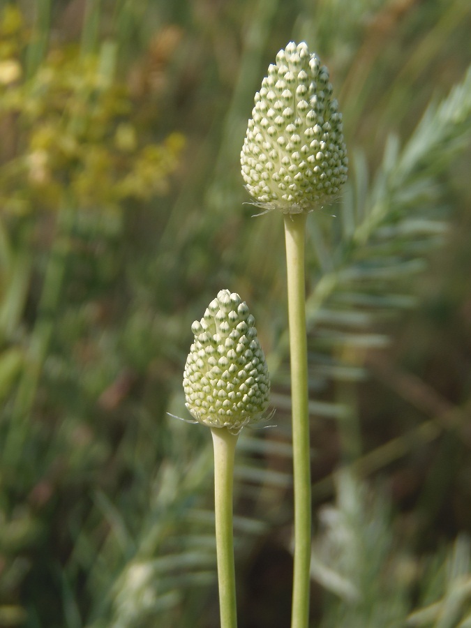 Image of Allium guttatum specimen.
