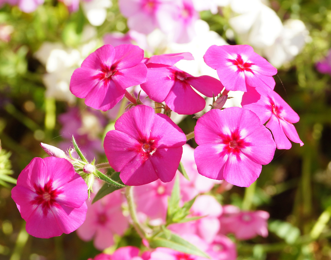 Изображение особи Phlox drummondii.