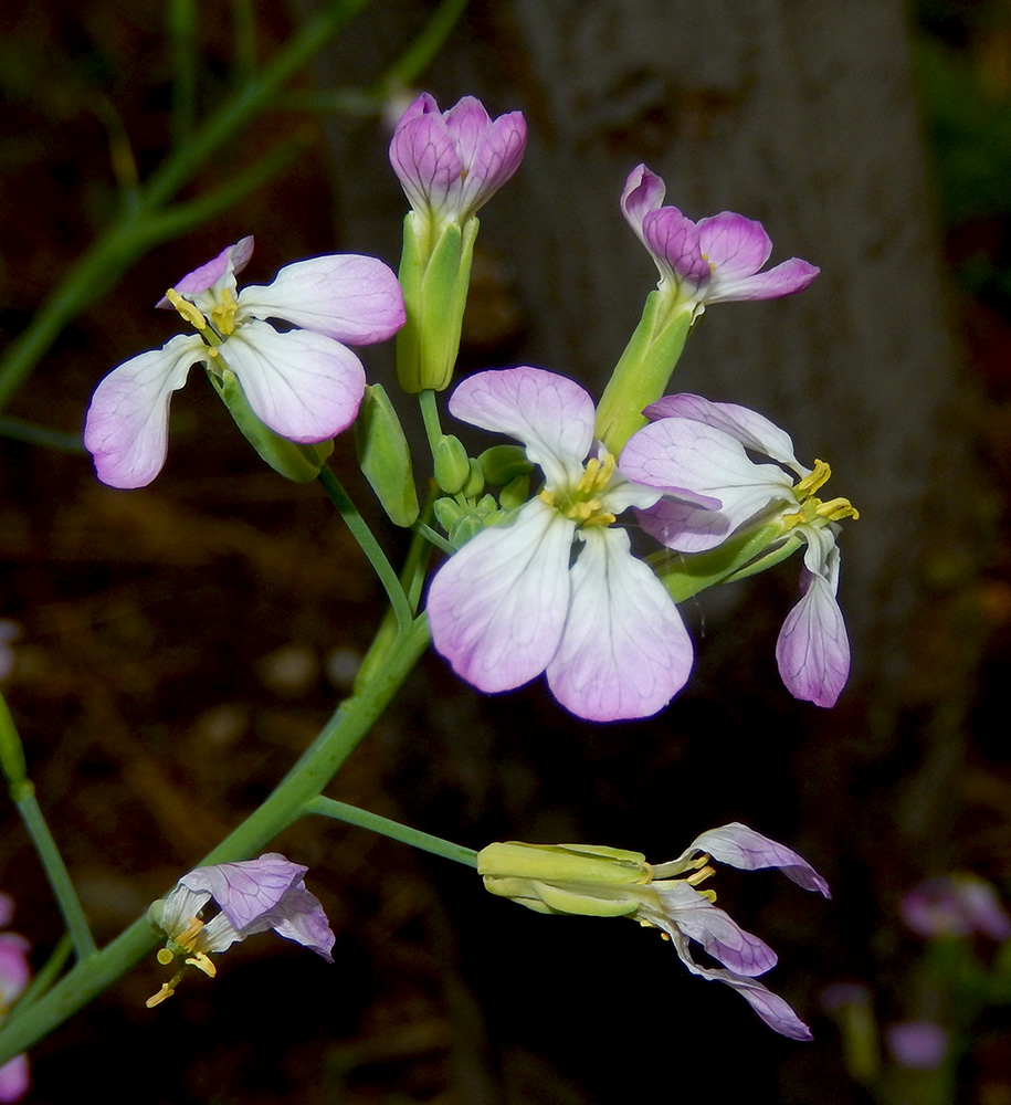 Image of Raphanus sativus specimen.