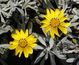 род Gazania