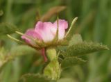 genus Rosa. Цветок (вид сбоку). Украина, Запорожская обл., Розовский р-н, буферная зона заповедника Каменные могилы, степь. 08.06.2016.